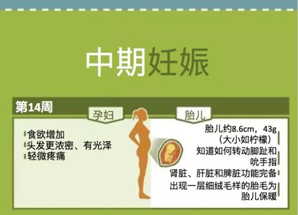一图读懂l孕期孕妇及胎儿每周变化二